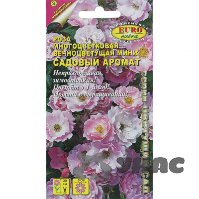 Роза Садовый аромат полиантовая  Аэлита Ц 