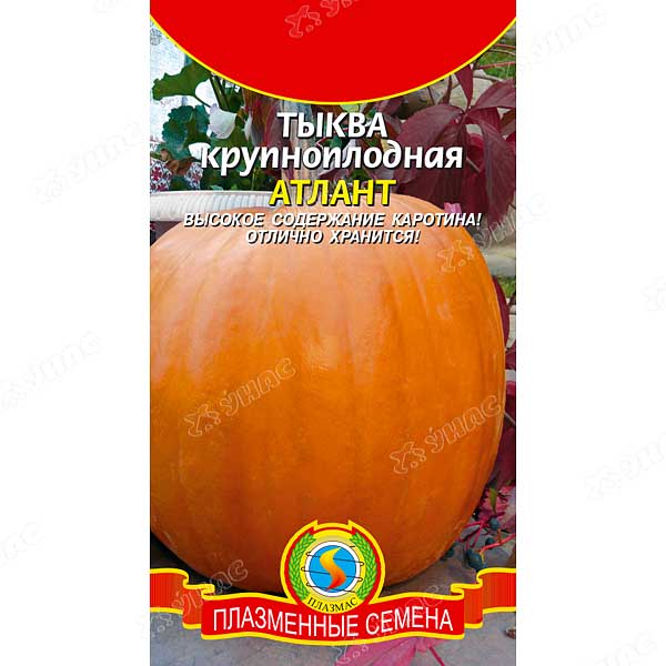 Тыква Атлант Плазма Ц