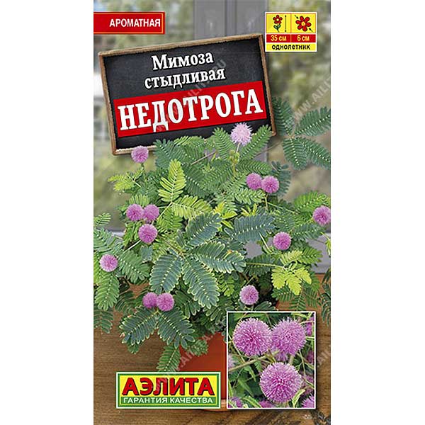 КОМ Мимоза Недотрога Аэлита Ц 