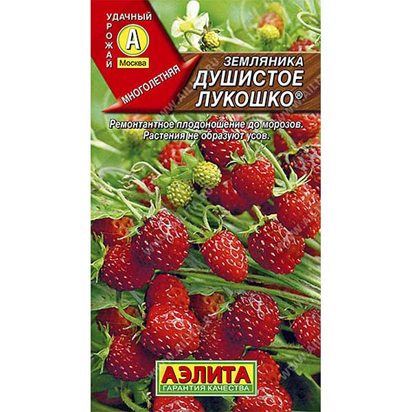 Земляника Душистое лукошко Аэлита Ц