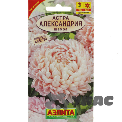 Астра Александрия шамоа Аэлита Ц 