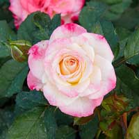 Роза Спрей Эйнджел Бомбастик Садовита