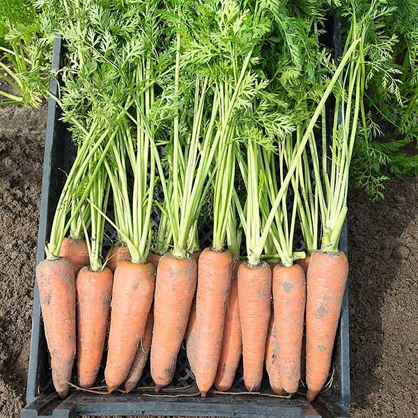 Морковь Канада F1 фр 2-2,2 мм 100 000шт БЕЙО