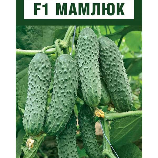 Огурец Мамлюк Гавриш Ц