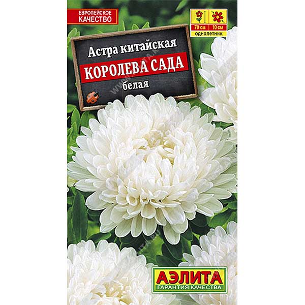 Астра Королева Сада белая Аэлита Ц 