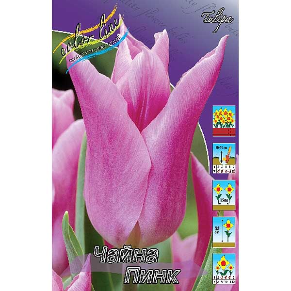15022 Витрина  Тюльпан Триумф V-Tt-04 ( Х 8 Секц.) 420 шт 