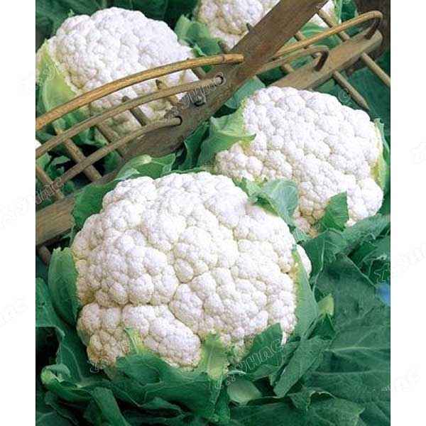 Капуста цв. Форталеза Каприс