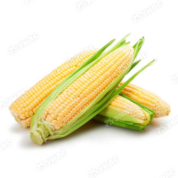 Кукуруза Карамелло (Нидерланды) Каприс