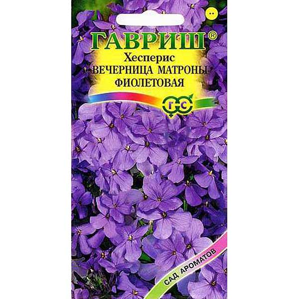 Хесперис Вечерница Матроны фиолет. Гавриш Ц 