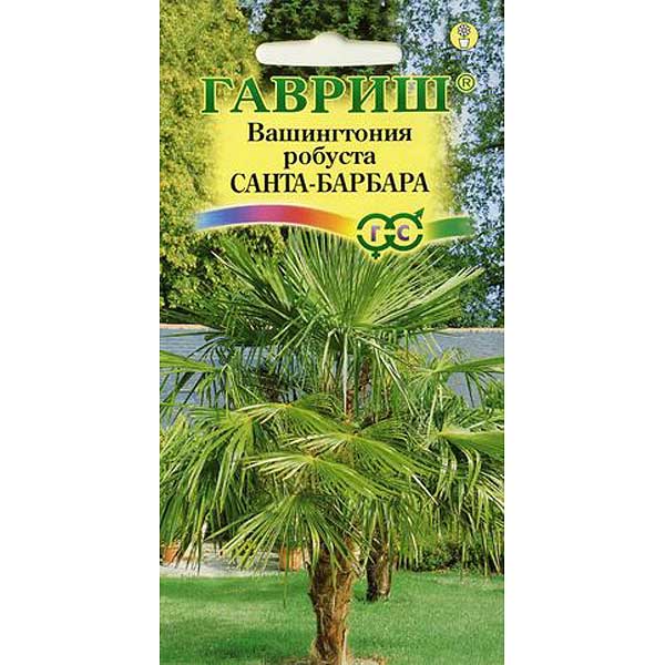 КОМ Вашингтония мощная Санта-Барбара Гавриш Ц 