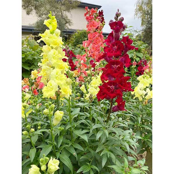 Львиный зев Версаль Микс Премиум Сидс Ц 