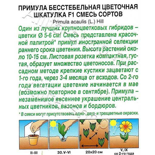 Примула Цветочная шкатулка Аэлита Ц 