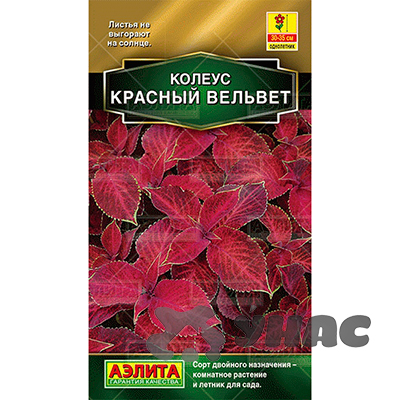 Колеус Красный вельвет блюме Аэлита Ц 