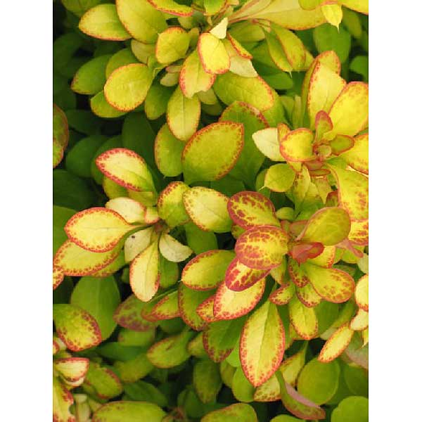 Барбарис Тунберга Лимончелло P9