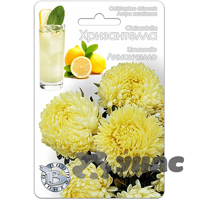 Астра Хризантелла Лимончелло Биотехника Ц 