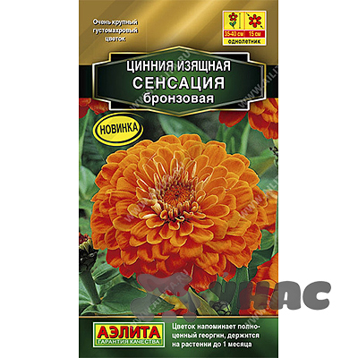 Циния Сенсация бронзовая Аэлита Цх10 