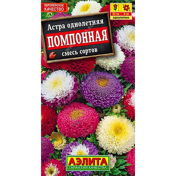 Астра Помпонная смесь Аэлита Ц 