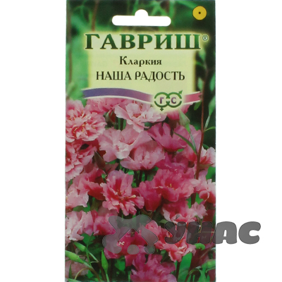 Кларкия Наша радость Ноготковая Гавриш Ц 