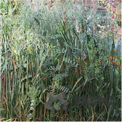 Вико-овсяная смесь (30/70) 1 кг Зеленый уголок (10)