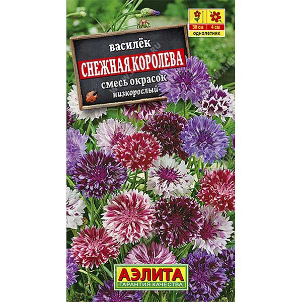 Василек Снежная королева Аэлита Ц 