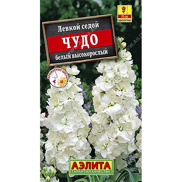 Левкой Чудо белый высокоросл. Аэлита Ц 
