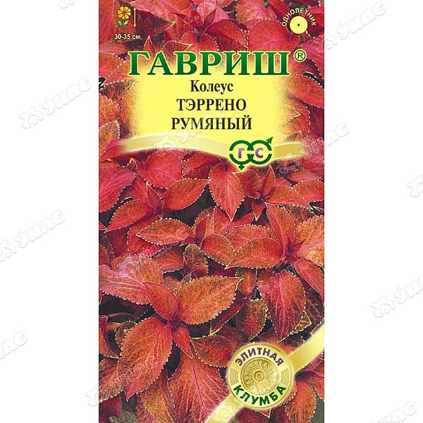 Колеус Тэррено румяный Гавриш Ц 