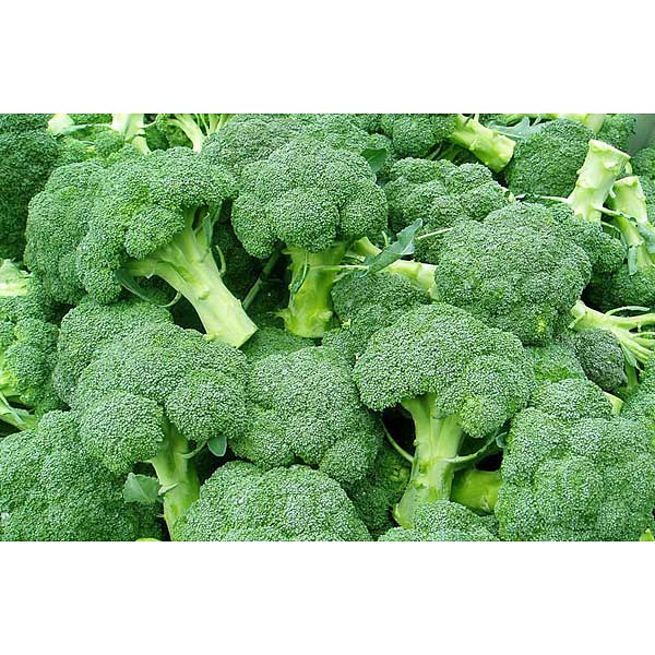 Капуста брокколи Фиеста F1 2500шт Бейо