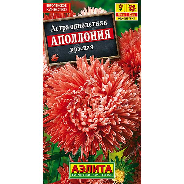 Астра Аполлония красная Аэлита Ц 