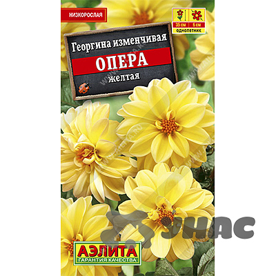 Георгин Опера желтая Аэлита Ц х10 