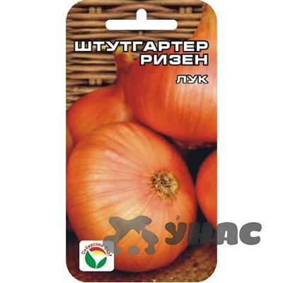 Лук Штуттгартер ризен СибСад Ц