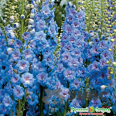 Дельфиниум Голубое кружево многолетний НК Ц 