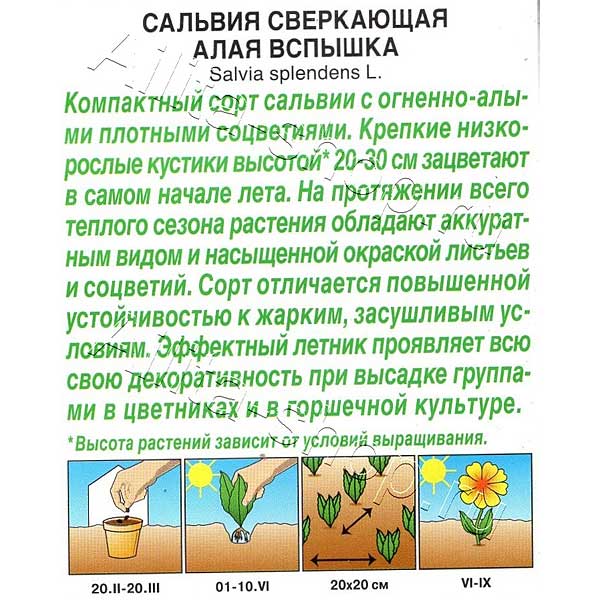 Сальвия Алая Вспышка Аэлита Ц 