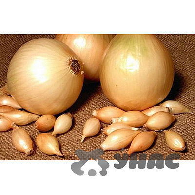 Лук-севок КУПИДО 10-21 25кг +/-5% (цена за мешок) 