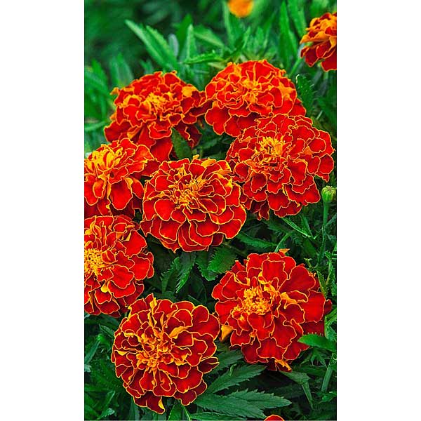 Семена Бархатцы Елена прекрасная Марс Ц 