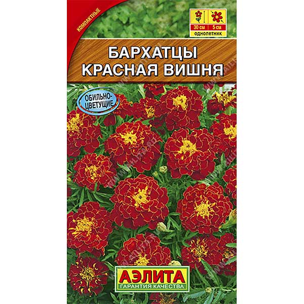 Бархатцы Красная вишня отклоненные  Аэлита Ц 