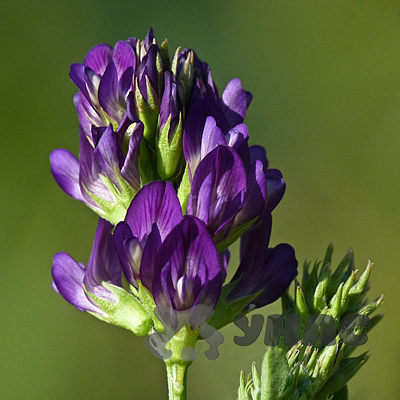 Люцерна 0,5 кг Зеленый уголок (20)