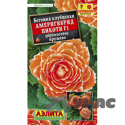 КОМ Бегония Америгибрид пикоти абрикосовое кружево Аэлита Ц 