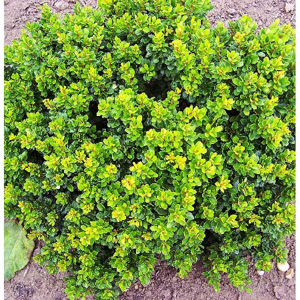 Барбарис Тунберга Кобольд P9