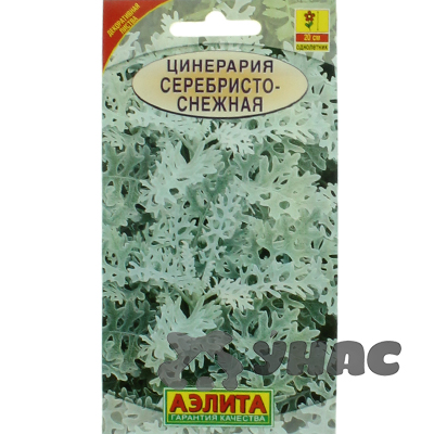 Цинерария Серебристо-снежная Аэлита Ц 