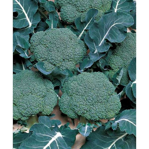 Капуста брокколи Маратон 2500шт SAKATA