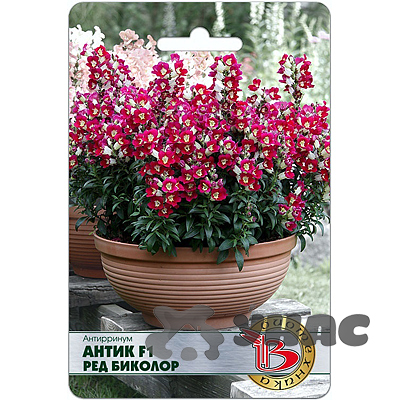 Антирринум Антик F1 Ред Биколор Биотехника Ц 