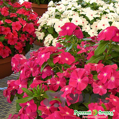 Аквилегия Винки смесь НК Цх10 