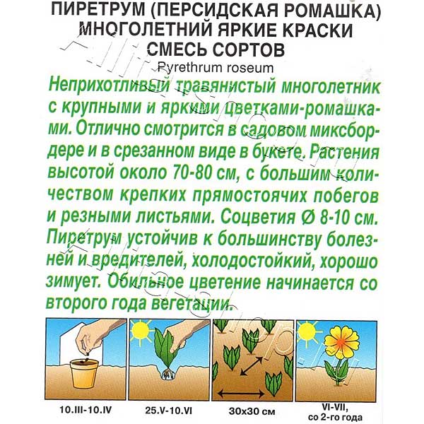 Ромашка персид. Яркие краски смесь Аэлита Ц х10 