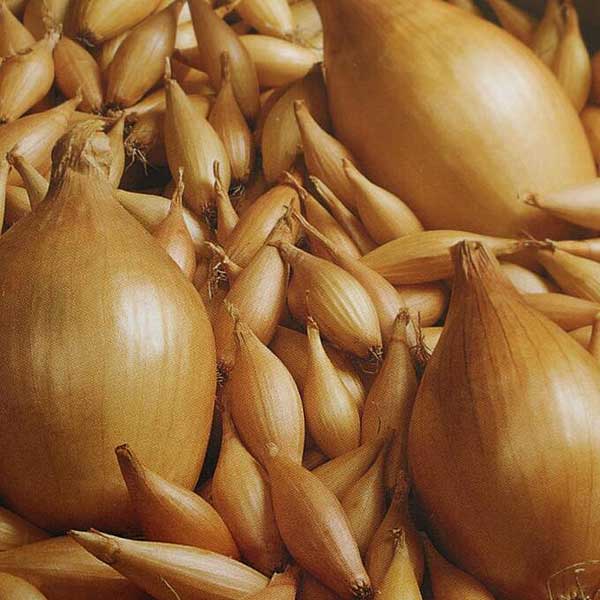 Лук-севок ОЛИНА 10-21 25кг +/-5% (цена за мешок) 