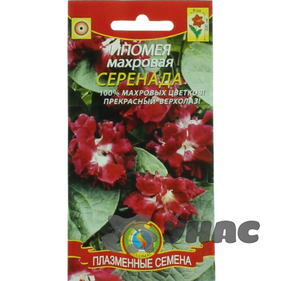 Ипомея махр. Серенада Плазма Ц 
