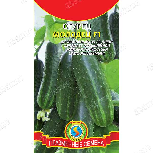 Огурец Молодец Плазма Ц