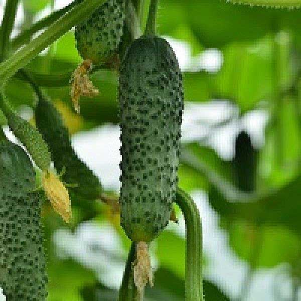 Огурец Маша (250шт) Маринда/Seminis