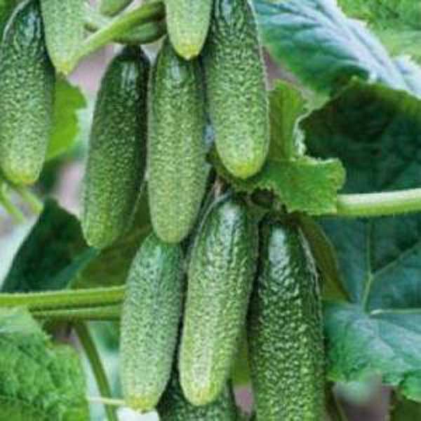 Огурец Алпака 250 шт БЕЙО