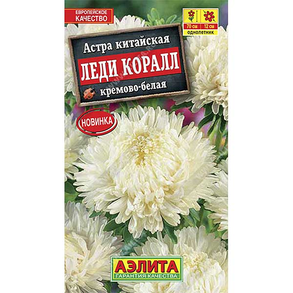 Астра Леди Коралл кремово-белая Аэлита Ц 