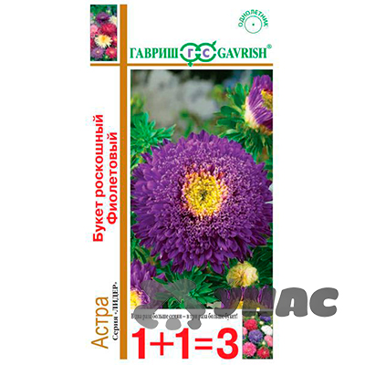 Астра Букет Роскошный фиолетовый 1+1 Гавриш Ц 